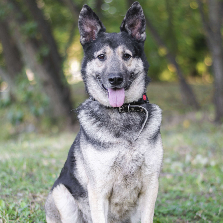 Собаки в Москве: Рудольф Мальчик, Бесплатно - фото 2