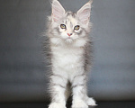 Кошки в Екатеринбурге: Дайнерис. Девочка Девочка, 50 000 руб. - фото 2