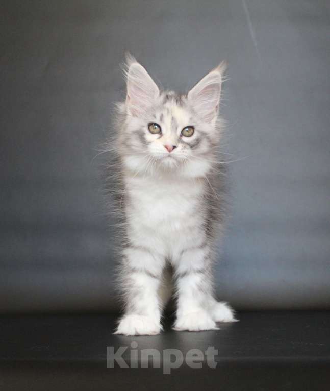 Кошки в Екатеринбурге: Дайнерис. Девочка Девочка, 50 000 руб. - фото 2