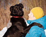 Собаки в Москве: Оникс ищет семью Мальчик, Бесплатно - фото 1