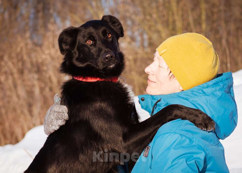 Собаки в Москве: Оникс ищет семью Мальчик, Бесплатно - фото 1