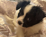 Собаки в других городах Московской области: Щенок Папильон мальчик Papillon  Мальчик, 65 000 руб. - фото 1