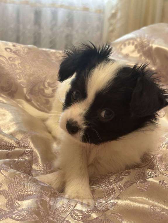 Собаки в других городах Московской области: Щенок Папильон мальчик Papillon  Мальчик, 65 000 руб. - фото 1