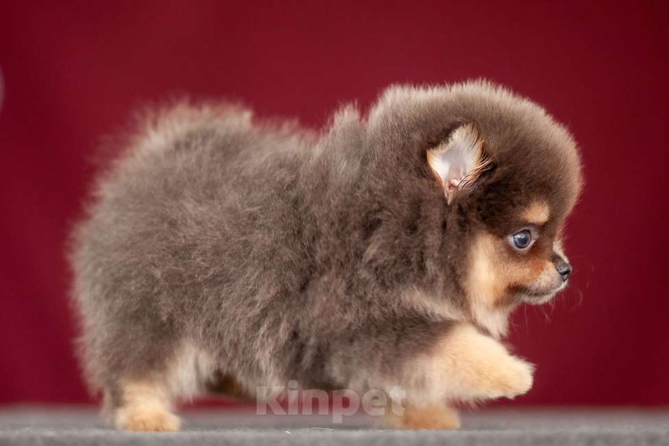 Собаки в других городах Московской области: Померанский шпиц Мальчик, 40 000 руб. - фото 3