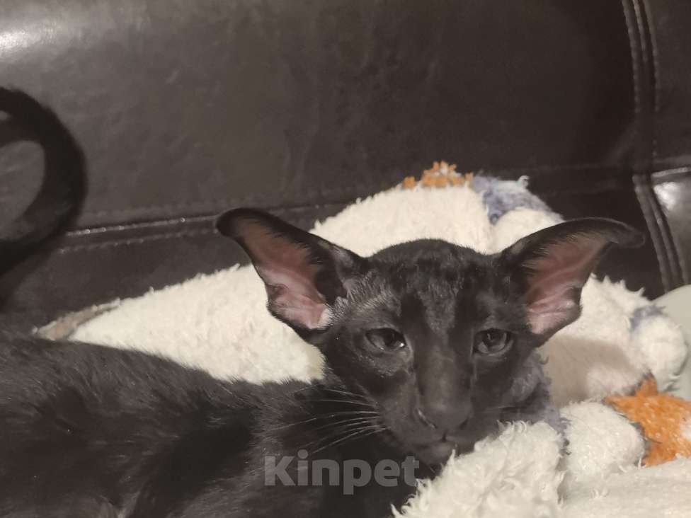 Кошки в Вологде: Pepper Мальчик, 50 000 руб. - фото 1