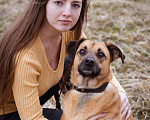 Собаки в Москве: Собака из приюта в добрые руки! Девочка, Бесплатно - фото 6