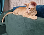 Кошки в Подольске: Нежный Персик Мальчик, 65 000 руб. - фото 3