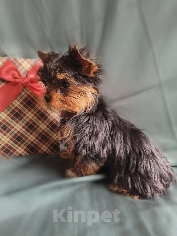 Собаки в Москве: Йоркширский терьер мини Девочка, 70 000 руб. - фото 2