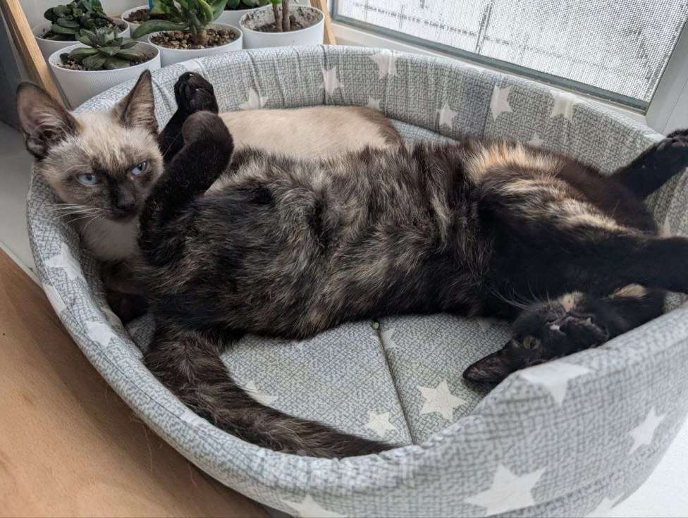 Кошки в Жуковском: Котенок мальчик в добрые руки Мальчик, Бесплатно - фото 2