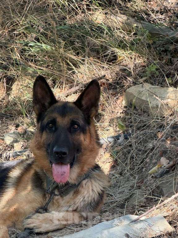 Собаки в Махачкале: Продается овчарка можно на вязку Мальчик, Бесплатно - фото 3