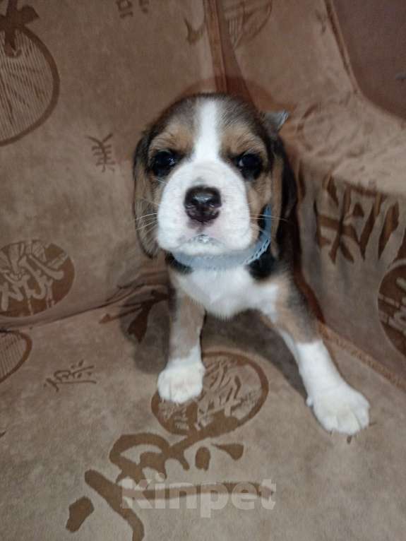 Собаки в Барнауле: Щенок бигля Мальчик, 40 000 руб. - фото 5