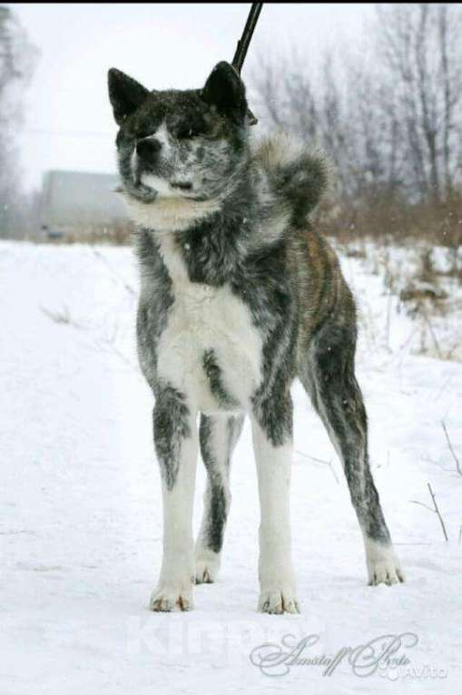 Собаки в Верхнем Пышме: Вязка, 35 000 руб. - фото 1