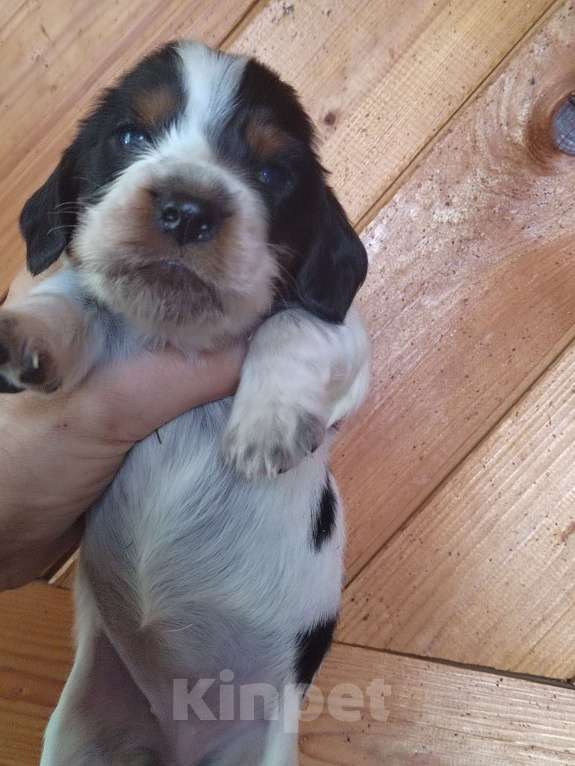 Собаки в Москве: Русский охотничий спаниель Девочка, 45 000 руб. - фото 7