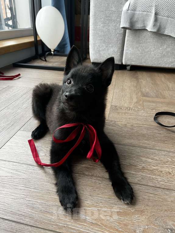 Собаки в Новосибирске: Продам щенка-шипперке 3 месяца  Девочка, 30 000 руб. - фото 4