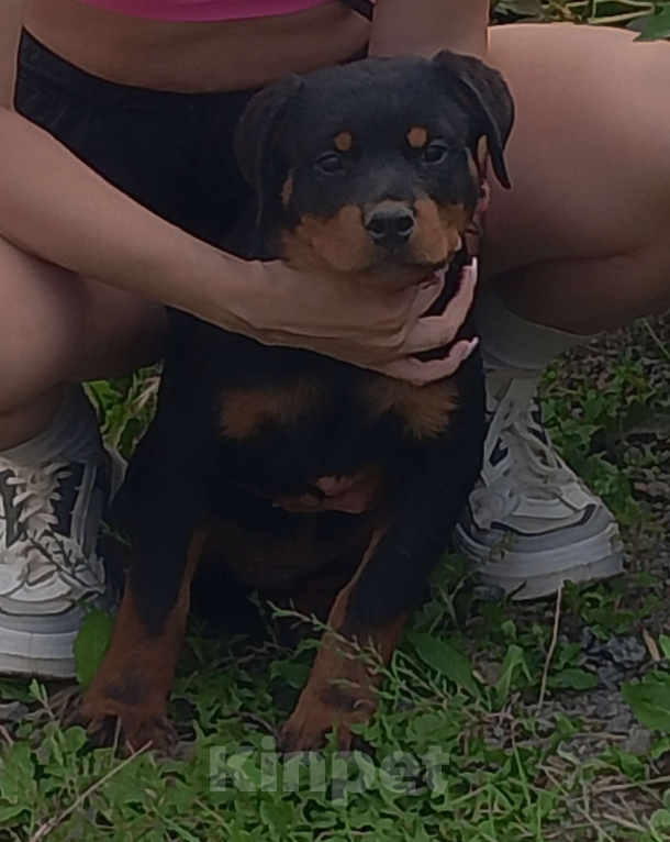 Собаки в Челябинске: Девочка Девочка, Бесплатно - фото 1