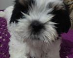 Собаки в Ступино: Девочка Ши-тцу. Девочка, 40 000 руб. - фото 2