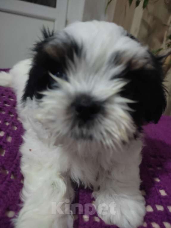 Собаки в Ступино: Девочка Ши-тцу. Девочка, 40 000 руб. - фото 2
