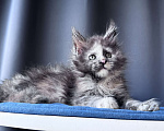 Кошки в Москве: Котёнок мейн-кун девочка Veyron Vanilla Sky — весёлая игруля с охотничьим характером Девочка, 70 000 руб. - фото 4