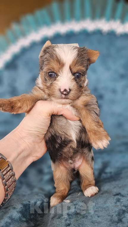 Собаки в Москве: Блю мерле йорк с голубыми глазами Мальчик, 120 000 руб. - фото 3