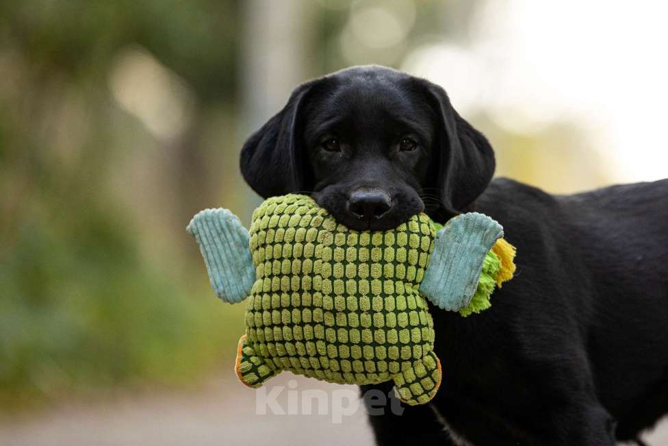 Собаки в других городах Московской области: Черный щенок лабрадора Девочка, 50 000 руб. - фото 2