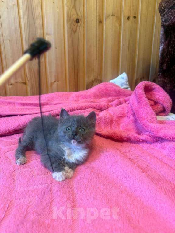 Кошки в Москве: котята в добрые руки Девочка, Бесплатно - фото 5
