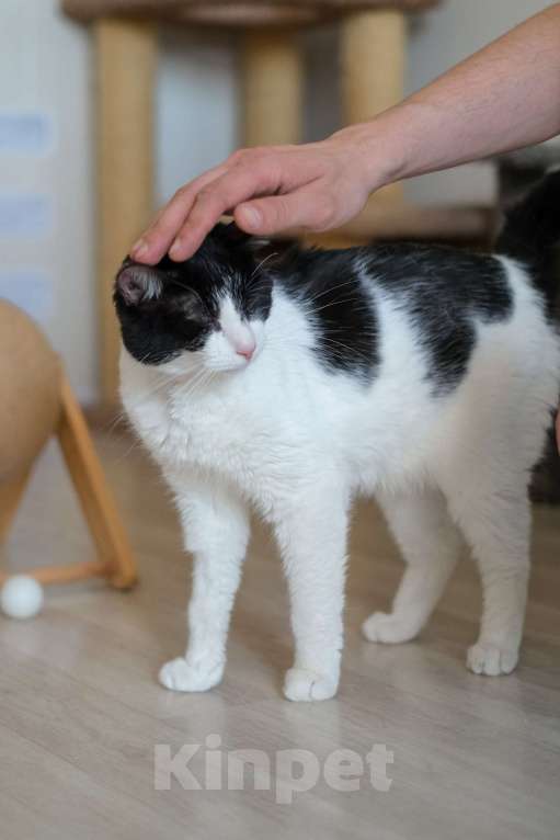 Кошки в Санкт-Петербурге: Бонифаций из приюта в добрые руки Мальчик, Бесплатно - фото 9