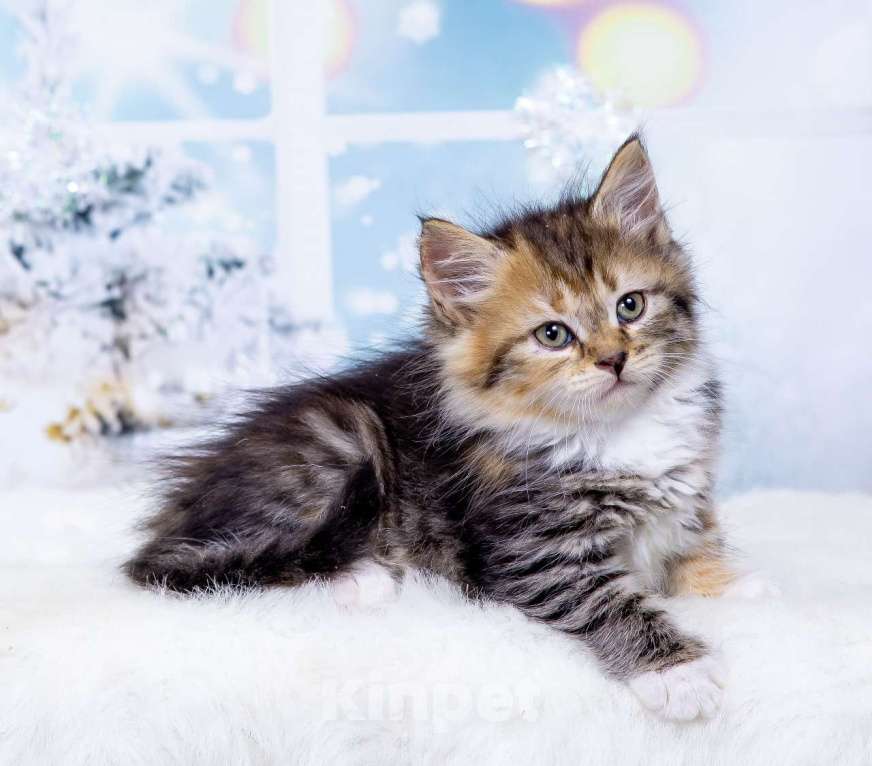 Кошки в Москве: Девочка Эмбер Девочка, 50 000 руб. - фото 3