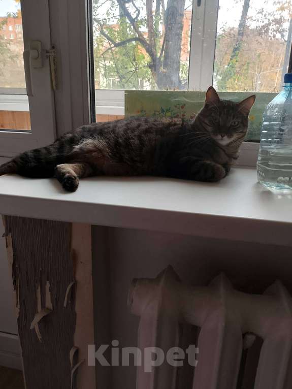 Кошки в Химках: Найди любовь с Васькой! ???? Мальчик, Бесплатно - фото 1