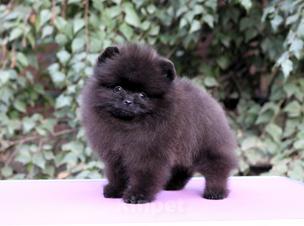 Собаки в Москве: Померанский шпиц черная девочка Девочка, 65 000 руб. - фото 4