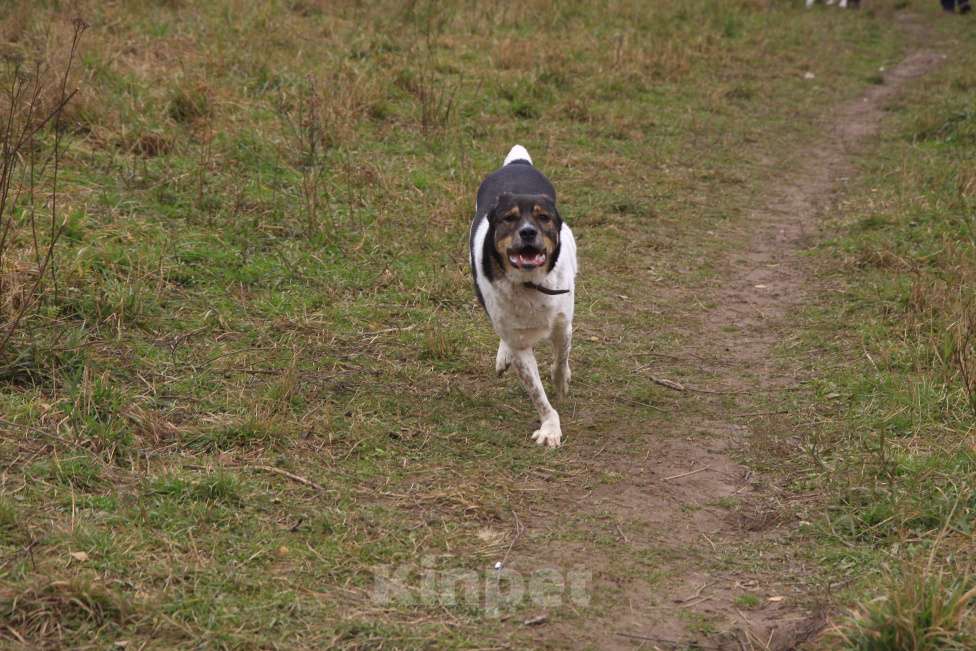 Собаки в Видном: Ра, 2 года Мальчик, Бесплатно - фото 7