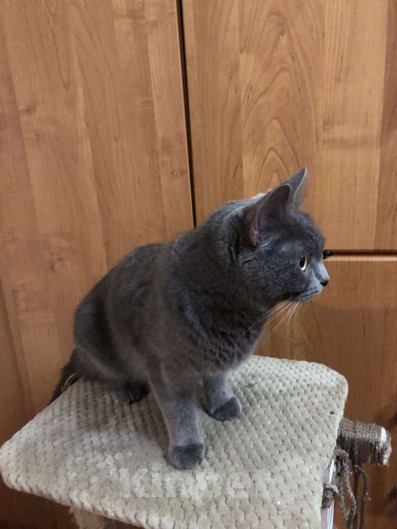 Кошки в Таганроге: Отдам в  добрые  руки Девочка, Бесплатно - фото 2