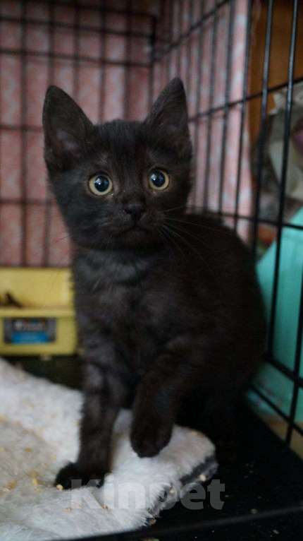 Кошки в Москве: Пенка с окрасом чёрный дым: даром Девочка, Бесплатно - фото 5