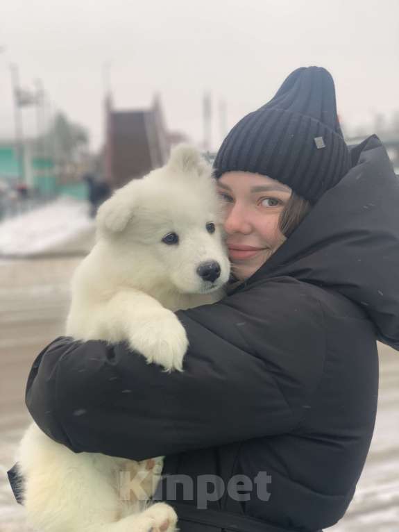 Собаки в Новосибирске: Продам малышку самоедку Девочка, 20 000 руб. - фото 2