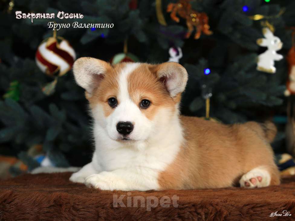Собаки в других городах Московской области: Очаровательный мальчик вельш корги пемброк Мальчик, 80 000 руб. - фото 1
