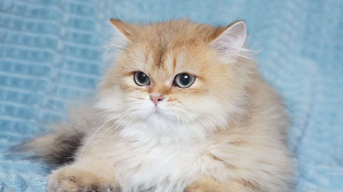 Объявление: Британский котик, 40 000 руб., Владивосток