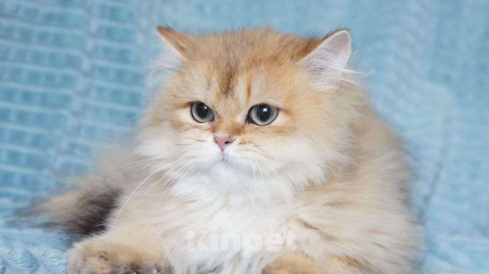 Кошки в Владивостоке: Британский котик Мальчик, 40 000 руб. - фото 1