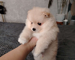 Собаки в Нижнем Тагиле: Щенки шпицули Девочка, 25 000 руб. - фото 5