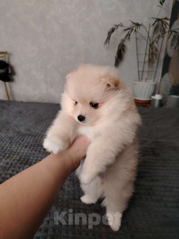 Собаки в Нижнем Тагиле: Щенки шпицули Девочка, 25 000 руб. - фото 5