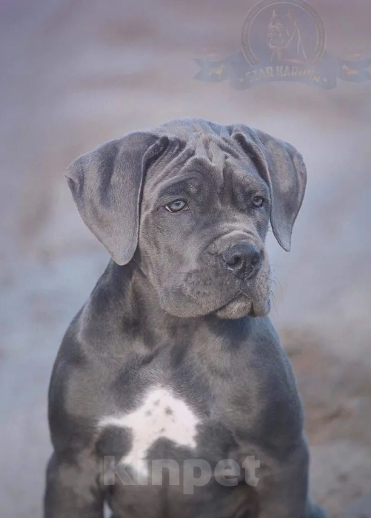 Собаки в Краснодаре: щенки кане корсо от топ питомника Девочка, 200 000 руб. - фото 3