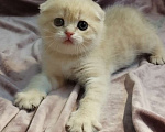 Кошки в Астрахани: Шотландские котята Разнополые, 35 000 руб. - фото 2