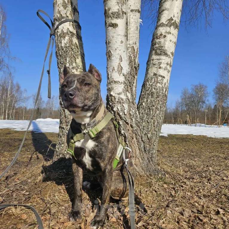 Собаки в Москве: собака в добрые руки амстафф Девочка, Бесплатно - фото 3