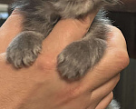 Кошки в Твери: мейн кун котята от чемпионов Девочка, 30 000 руб. - фото 2