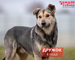 Собаки в других городах Московской области: Дружок - друг с хвостиком 🐾 Мальчик, Бесплатно - фото 1