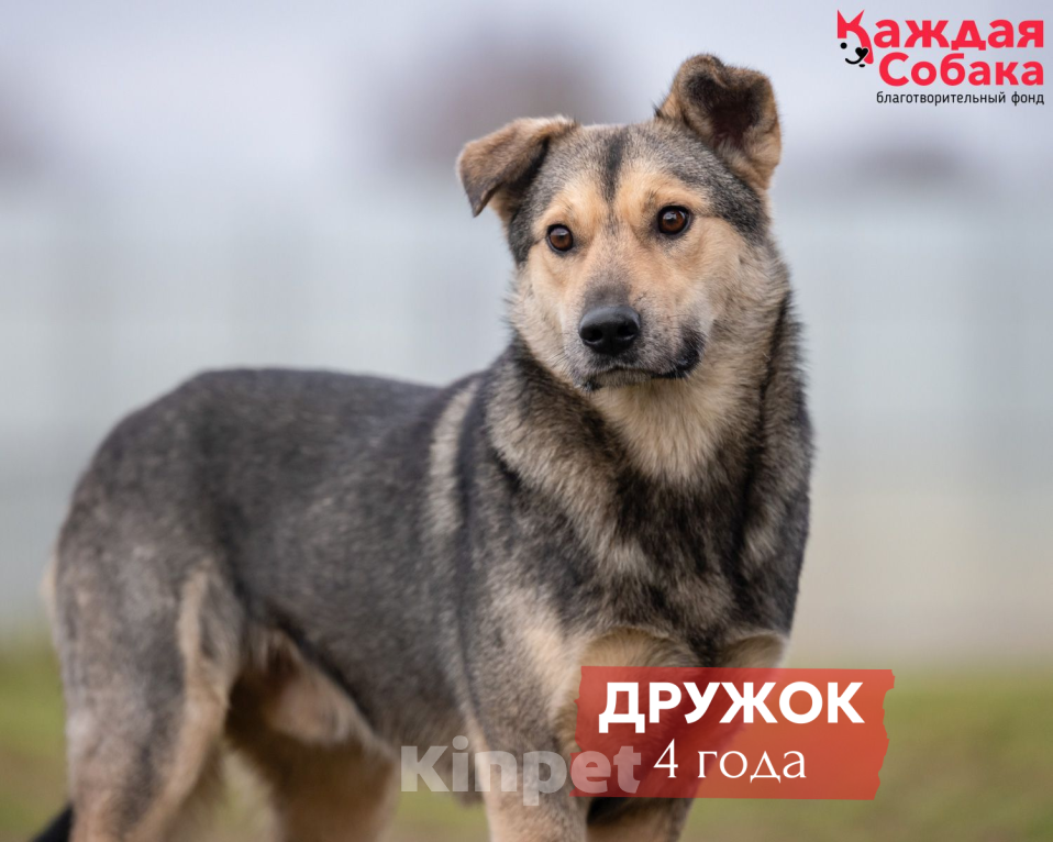 Собаки в других городах Московской области: Дружок - друг с хвостиком 🐾 Мальчик, Бесплатно - фото 1