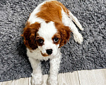 Собаки в Москве: Кавалер Кинг Чарльз спаниель Мальчик, 50 000 руб. - фото 1