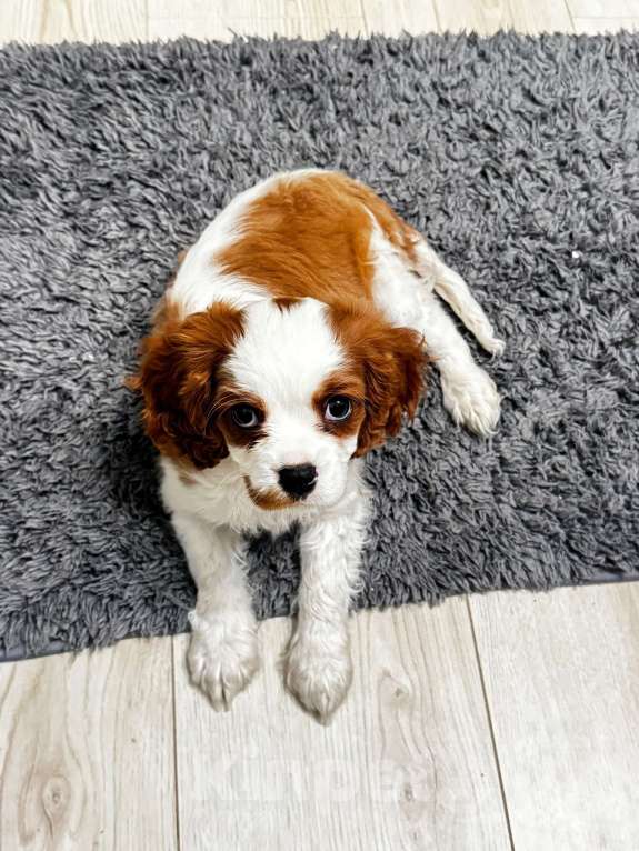 Собаки в Москве: Кавалер Кинг Чарльз спаниель Мальчик, 50 000 руб. - фото 1
