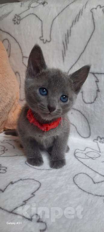 Кошки в Санкт-Петербурге: Русская Голубая кошка Мальчик, 80 000 руб. - фото 2