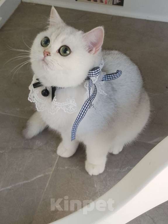 Кошки в Москве: Британская девочка шиншила серебро Девочка, 60 000 руб. - фото 2