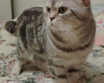 Кошки в Рубцовске: Вязка, 500 руб. - фото 1