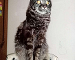 Кошки в Волгодонске: Мальчик Мейн кун Мальчик, 20 000 руб. - фото 2